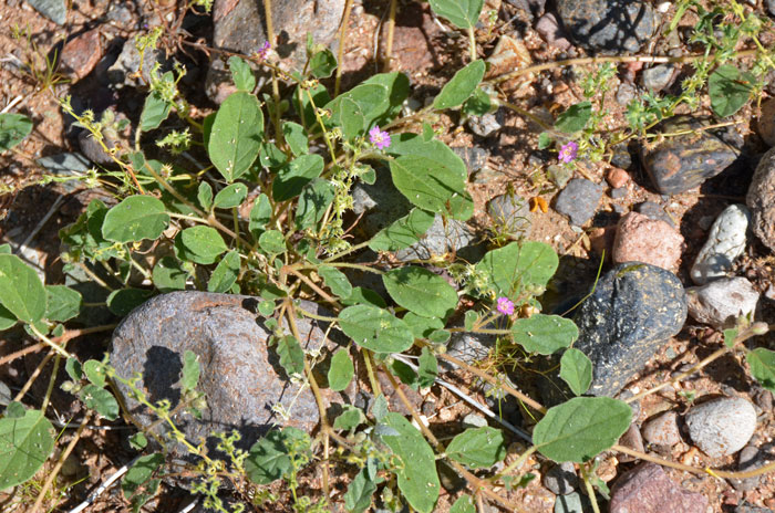 Allionia choisyi, Annual Windmills